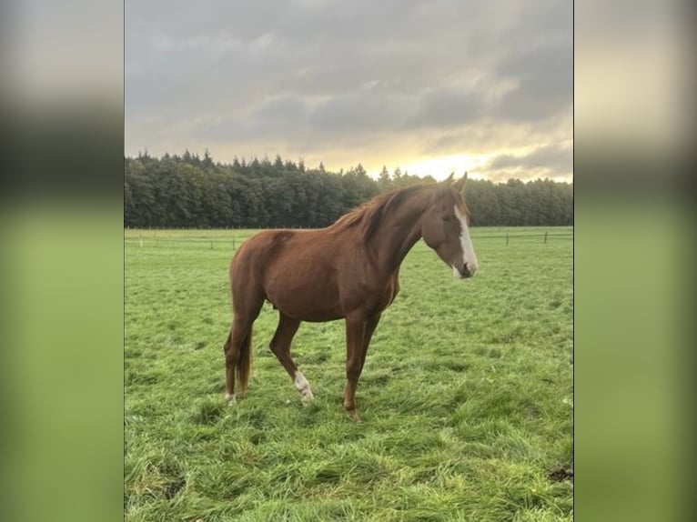Hannoveraan Ruin 6 Jaar 172 cm Vos in Freiburg im Breisgau
