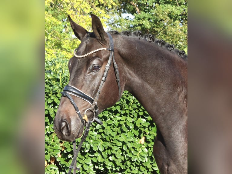 Hannoveraan Ruin 6 Jaar 172 cm Zwart in Selsingen