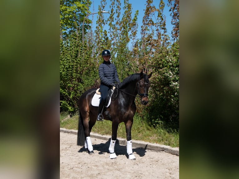 Hannoveraan Ruin 6 Jaar 172 cm Zwartbruin in Greven