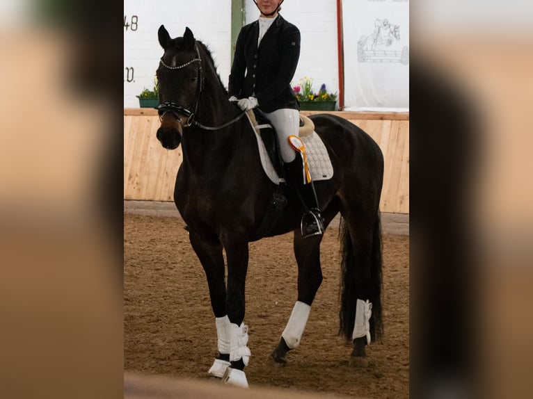 Hannoveraan Ruin 6 Jaar 172 cm Zwartbruin in Greven