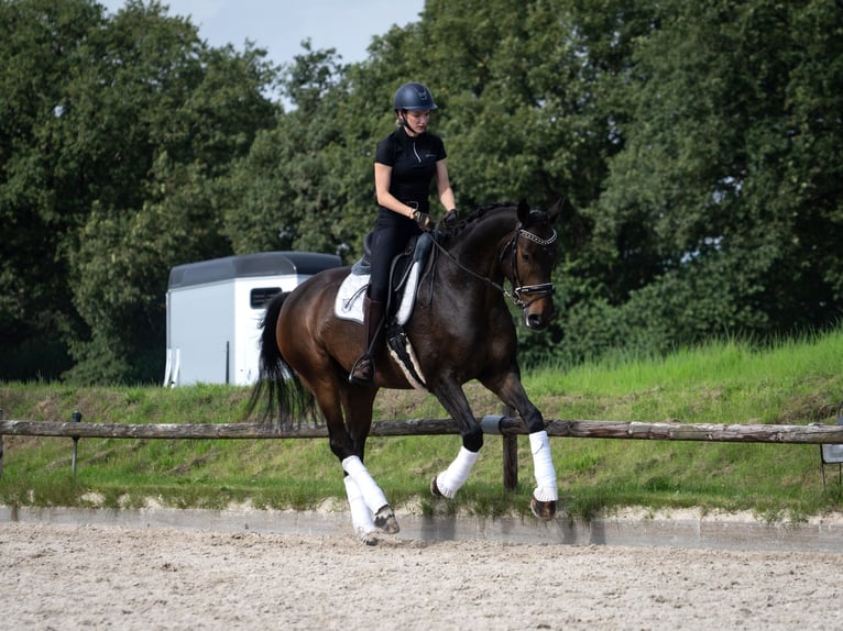 Hannoveraan Ruin 6 Jaar 172 cm Zwartbruin in Norderstedt