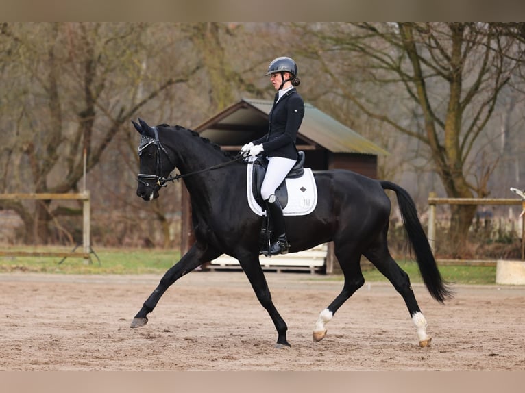 Hannoveraan Ruin 6 Jaar 172 cm Zwartbruin in Hamburg