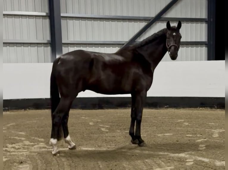 Hannoveraan Ruin 6 Jaar 172 cm Zwartbruin in Hamburg
