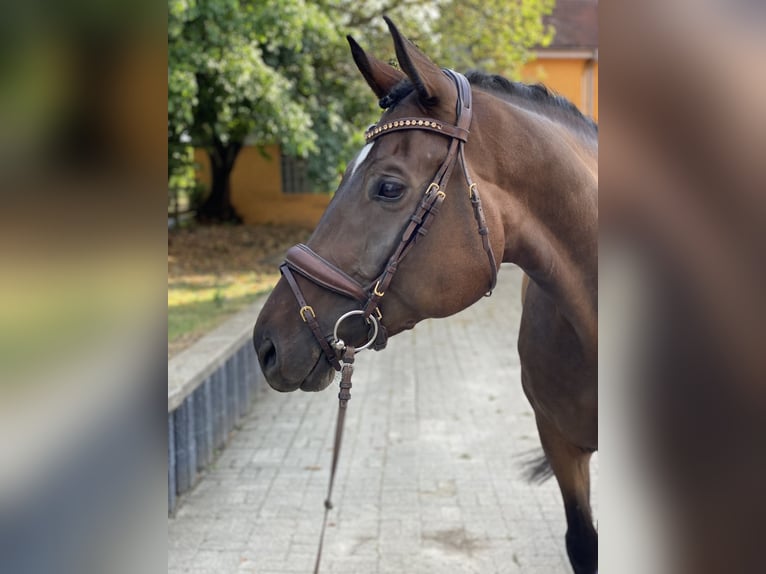 Hannoveraan Ruin 6 Jaar 173 cm Bruin in Bad Dürrheim