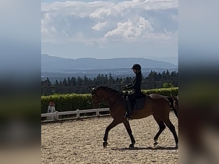 Hannoveraan Ruin 6 Jaar 173 cm Bruin in Liestal