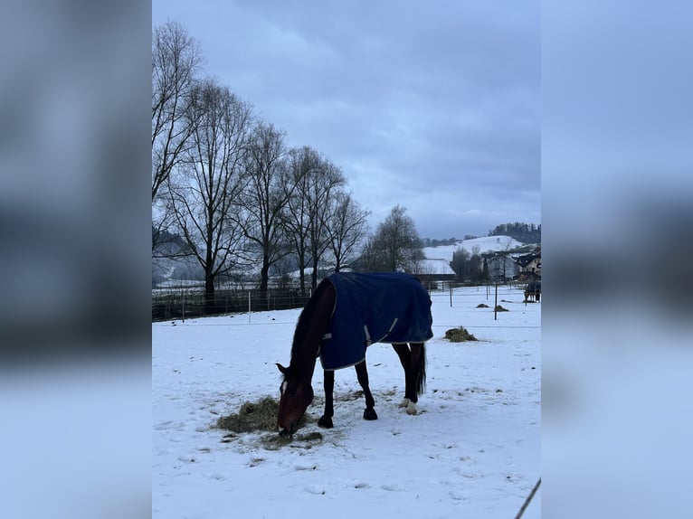 Hannoveraan Ruin 6 Jaar 173 cm Bruin in Liestal