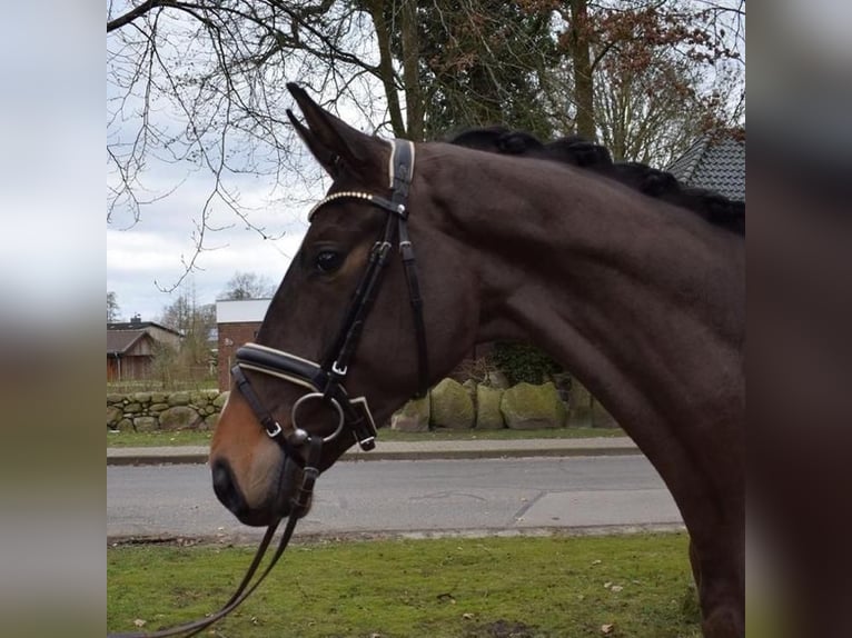 Hannoveraan Ruin 6 Jaar 173 cm Bruin in Hechingen