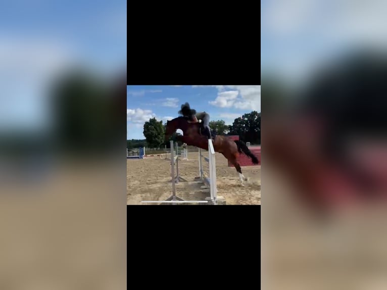 Hannoveraan Ruin 6 Jaar 173 cm Donkerbruin in Bruchk&#xF6;bel