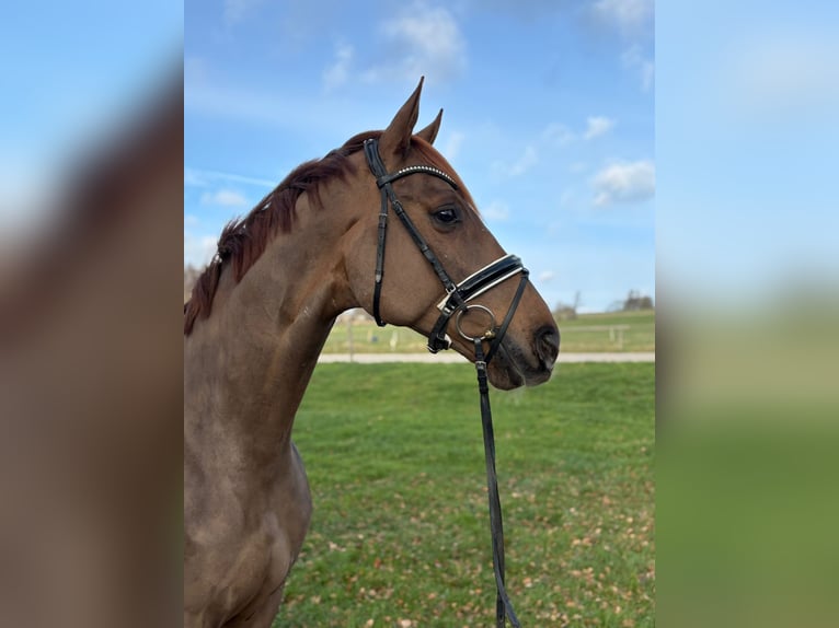 Hannoveraan Ruin 6 Jaar 173 cm Donkere-vos in Herbstein