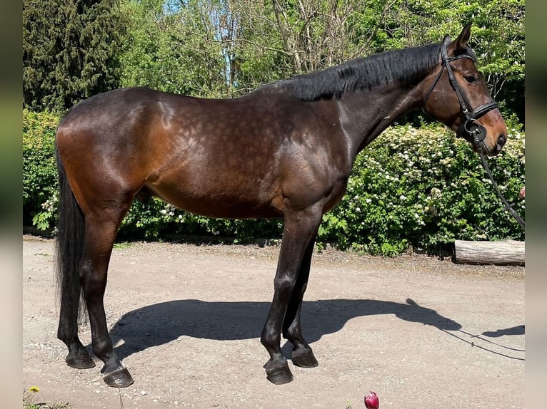 Hannoveraan Mix Ruin 6 Jaar 173 cm Roodbruin in Kaunas