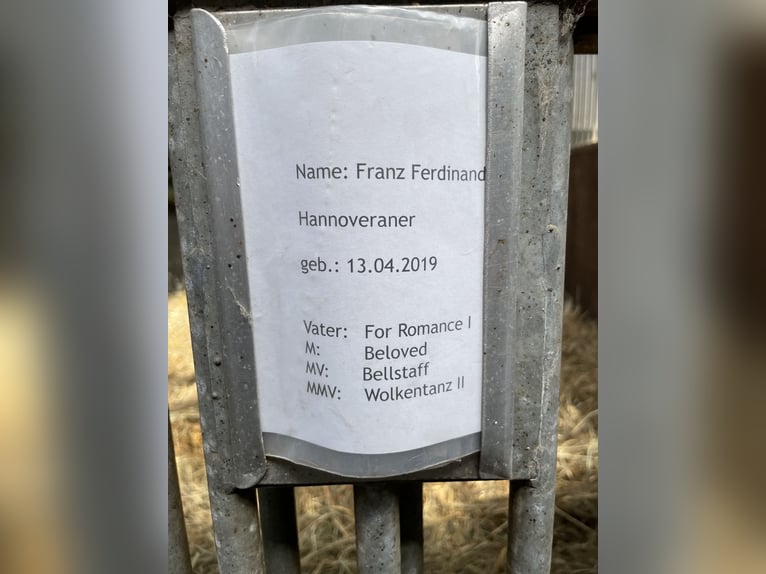 Hannoveraan Ruin 6 Jaar 173 cm Vos in Siems