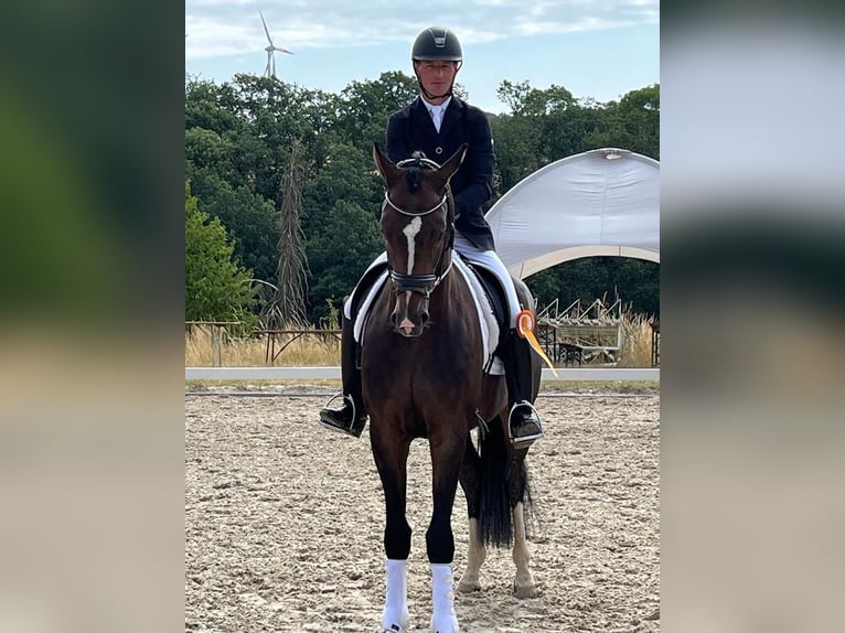 Hannoveraan Ruin 6 Jaar 174 cm Bruin in Niederkirchen