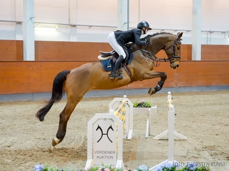 Hannoveraan Ruin 6 Jaar 174 cm Bruin in Verden