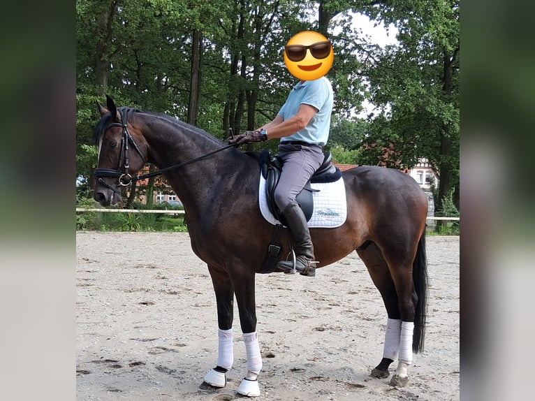 Hannoveraan Ruin 6 Jaar 174 cm Donkerbruin in Celle