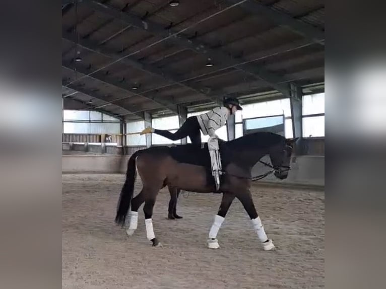 Hannoveraan Ruin 6 Jaar 174 cm Donkerbruin in Rosenheim