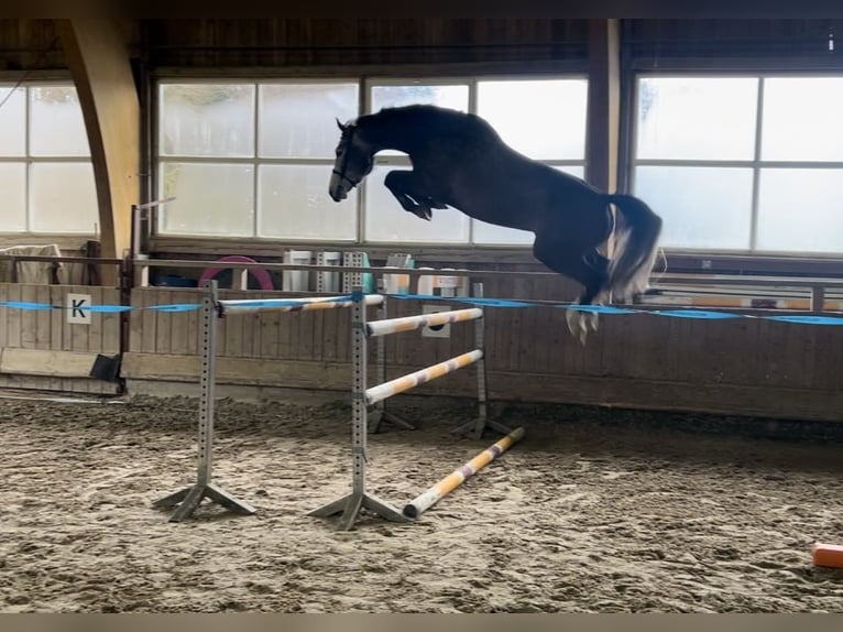 Hannoveraan Ruin 6 Jaar 174 cm Schimmel in Singen