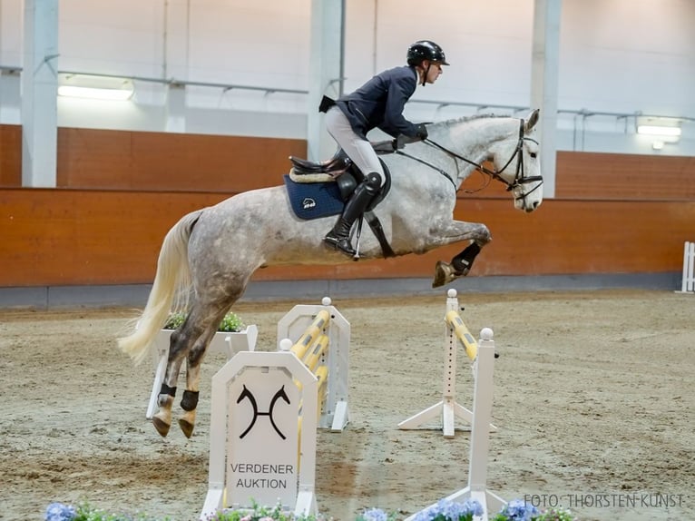 Hannoveraan Ruin 6 Jaar 174 cm Schimmel in Verden