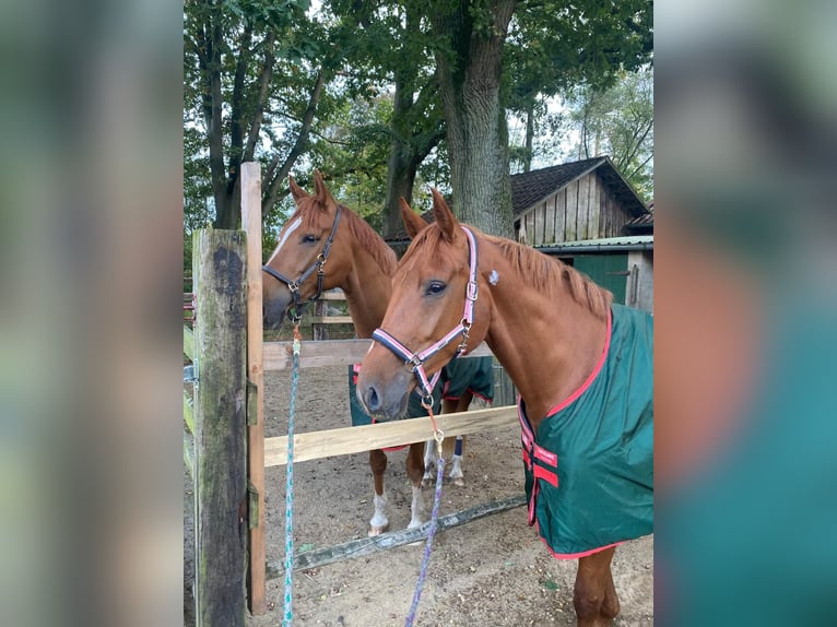 Hannoveraan Ruin 6 Jaar 174 cm Vos in Lüneburg