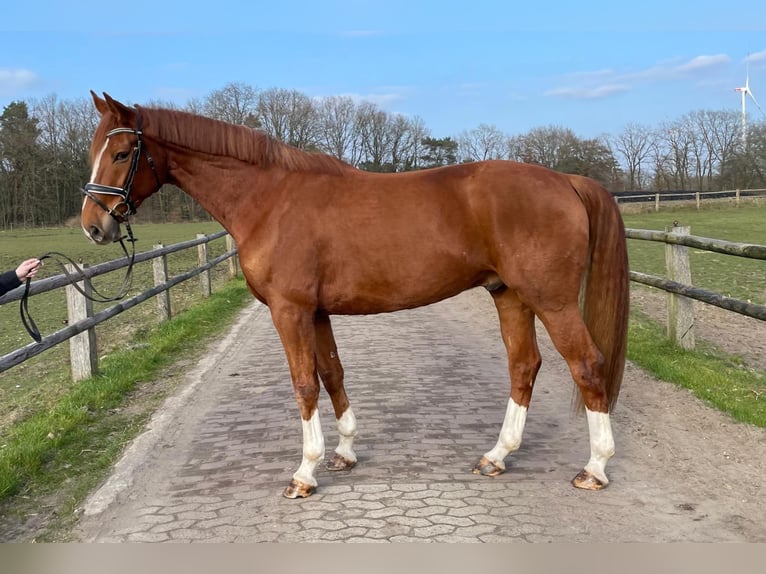 Hannoveraan Ruin 6 Jaar 174 cm Vos in Lüneburg