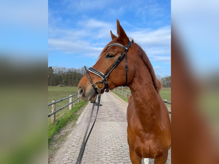 Hannoveraan Ruin 6 Jaar 174 cm Vos in Lüneburg