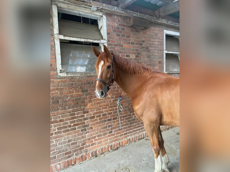 Hannoveraan Ruin 6 Jaar 174 cm Vos in Lüneburg