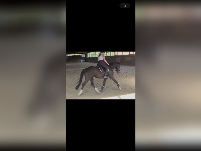 Hannoveraan Ruin 6 Jaar 174 cm Zwart in Holle