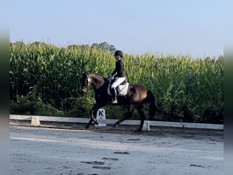 Hannoveraan Ruin 6 Jaar 175 cm Bruin in Schneverdingen