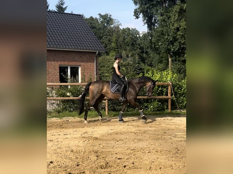 Hannoveraan Ruin 6 Jaar 175 cm Bruin in Schneverdingen