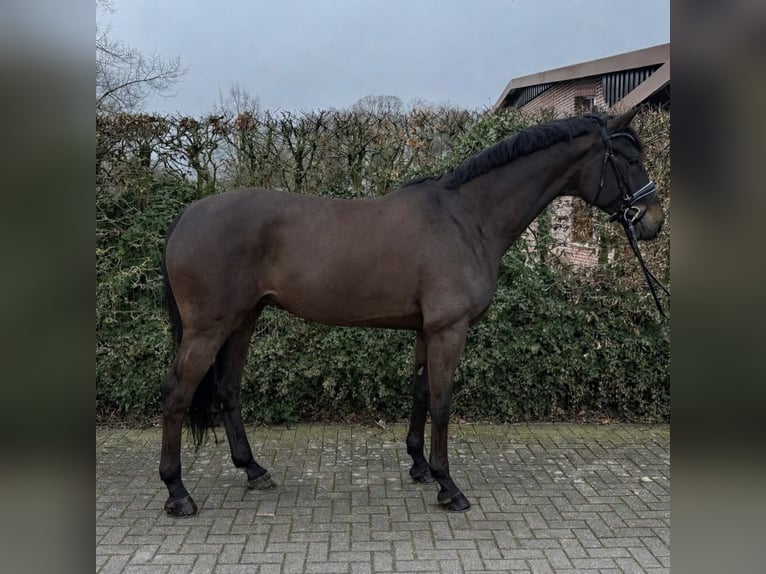 Hannoveraan Ruin 6 Jaar 175 cm Donkerbruin in Ahaus