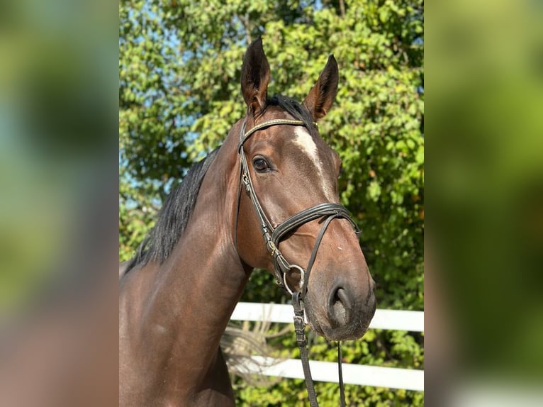 Hannoveraan Ruin 6 Jaar 175 cm Donkere-vos in Allershausen