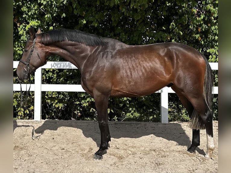 Hannoveraan Ruin 6 Jaar 175 cm Donkere-vos in Allershausen