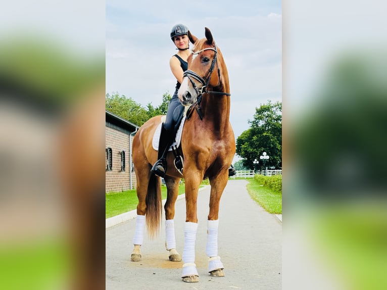 Hannoveraan Ruin 6 Jaar 175 cm Vos in Berne