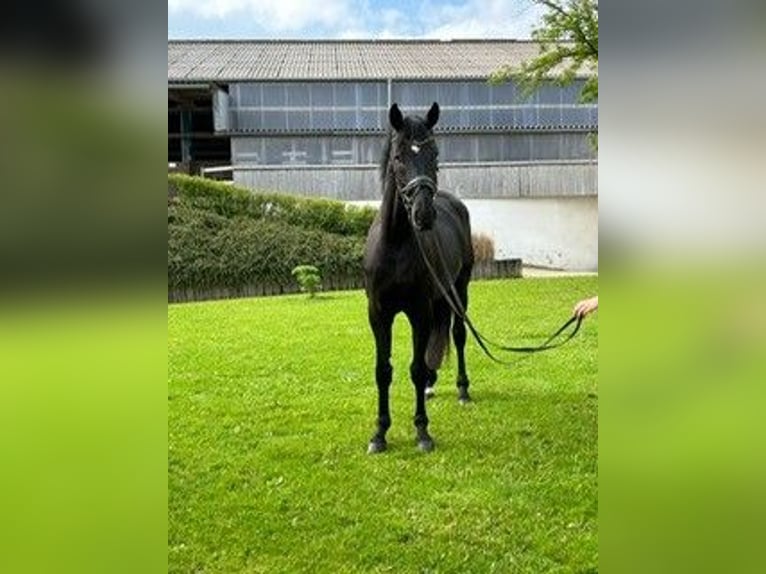 Hannoveraan Ruin 6 Jaar 175 cm Zwart in Essen