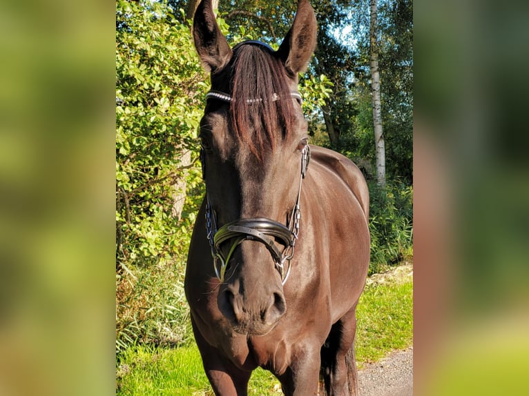 Hannoveraan Ruin 6 Jaar 175 cm Zwart in Hoya