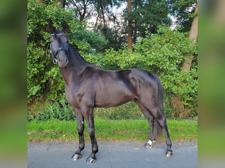 Hannoveraan Ruin 6 Jaar 175 cm Zwart in Hoya