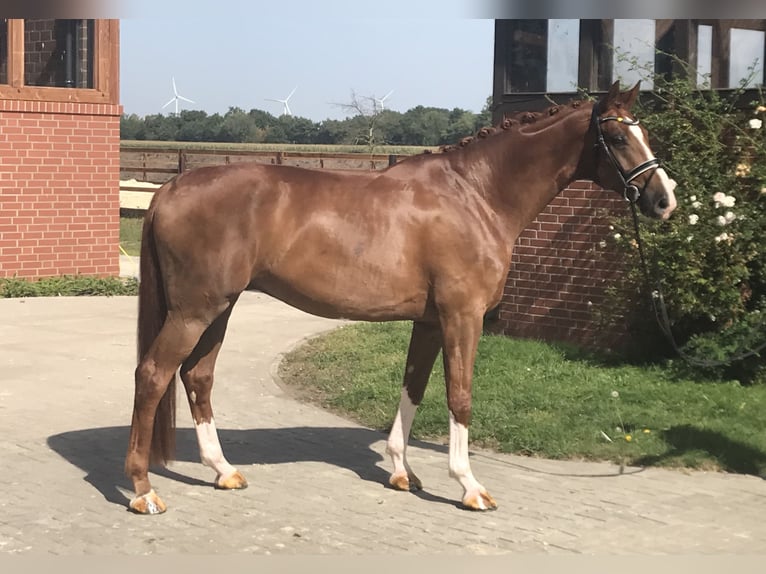 Hannoveraan Ruin 6 Jaar 176 cm Vos in Barver