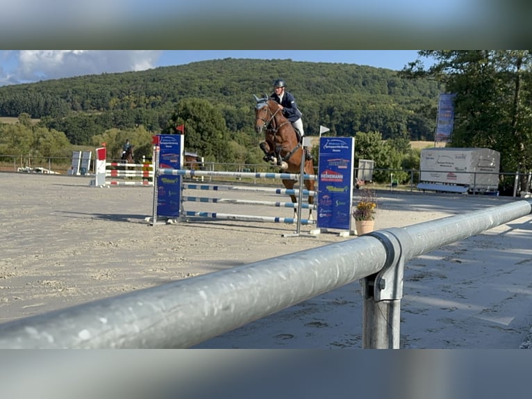 Hannoveraan Ruin 6 Jaar 177 cm Bruin in Bischoffen
