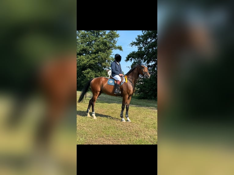 Hannoveraan Ruin 6 Jaar 177 cm Bruin in Bischoffen