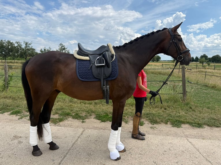 Hannoveraan Ruin 6 Jaar 178 cm Bruin in Wiesbaden