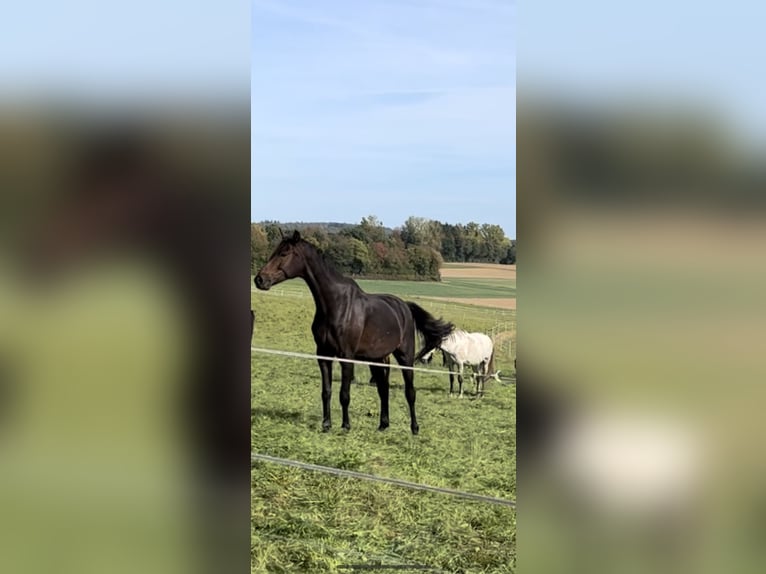 Hannoveraan Ruin 6 Jaar 178 cm Bruin in Wiesbaden