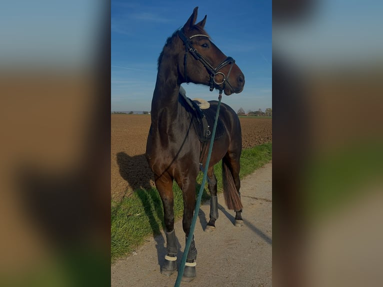 Hannoveraan Ruin 6 Jaar 178 cm Bruin in Wiesbaden