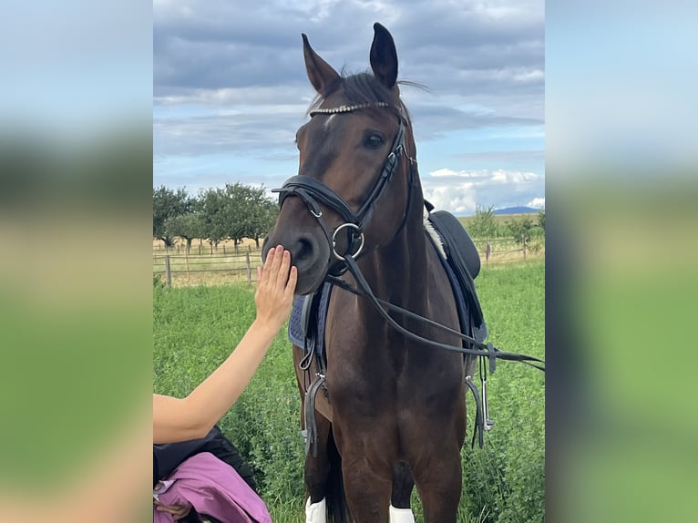 Hannoveraan Ruin 6 Jaar 178 cm Bruin in Wiesbaden