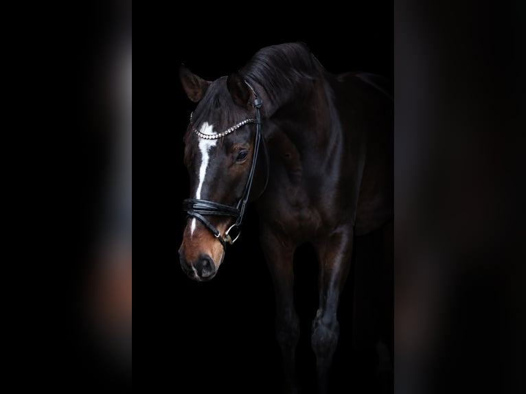 Hannoveraan Ruin 6 Jaar 178 cm Donkerbruin in Wedemark