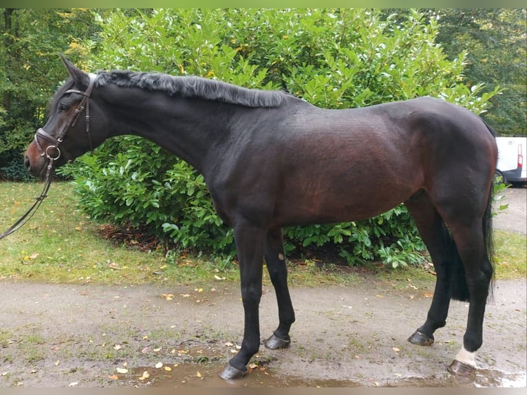 Hannoveraan Ruin 6 Jaar 178 cm Donkerbruin in Braunschweig