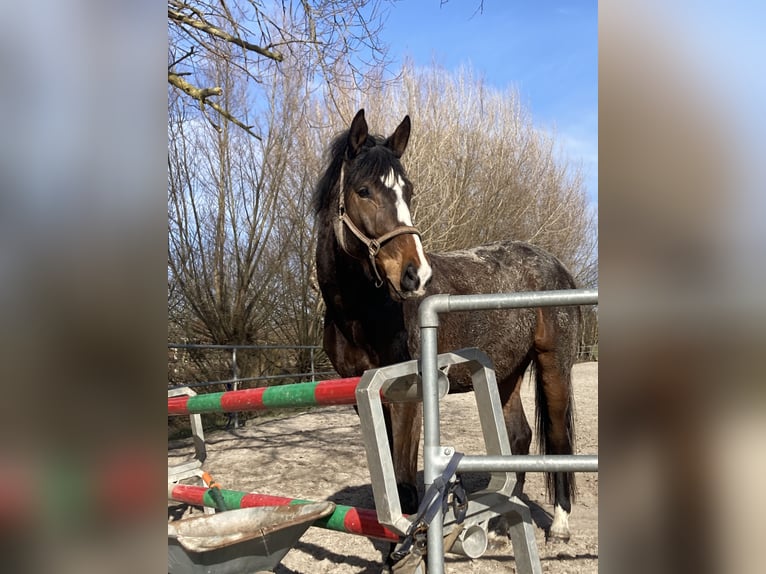 Hannoveraan Ruin 6 Jaar 178 cm Donkerbruin in Hohe Börde