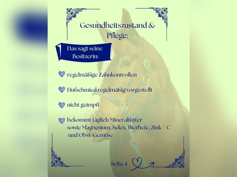 Hannoveraan Ruin 6 Jaar 178 cm Vos in Meinersen