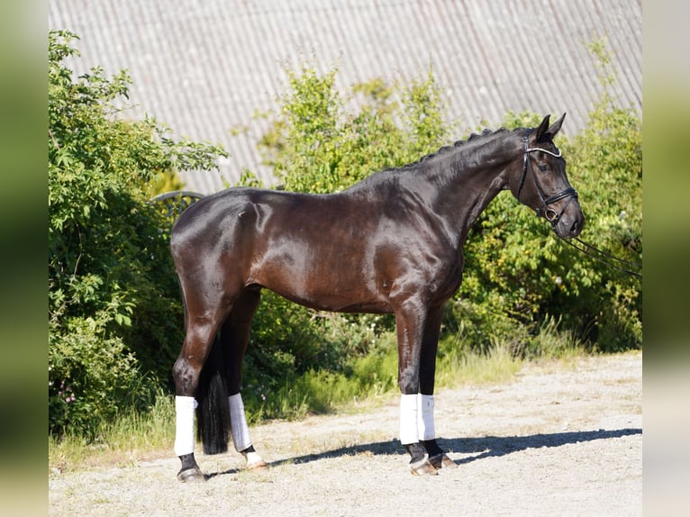 Hannoveraan Ruin 6 Jaar 178 cm Zwart in Hohenfelde