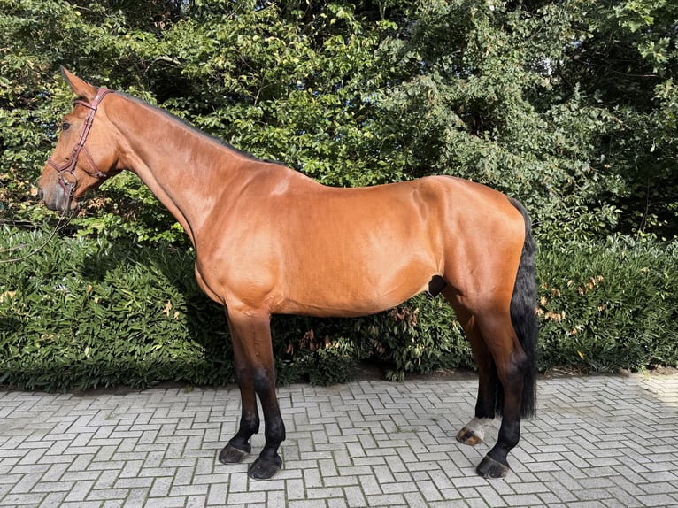 Hannoveraan Ruin 6 Jaar 182 cm Bruin in Visbek