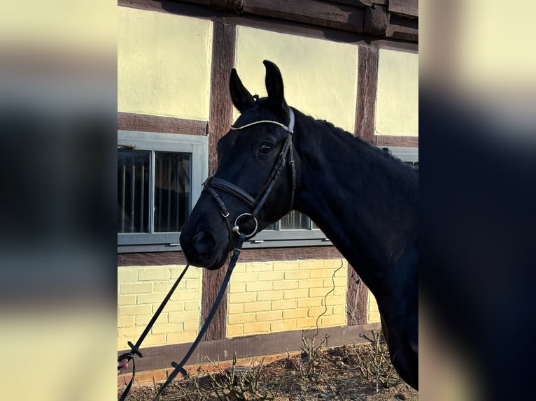 Hannoveraan Ruin 6 Jaar  in Bad Bevensen