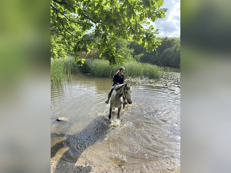 Hannoveraan Ruin 6 Jaar in Hornsyld